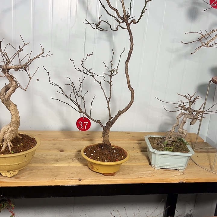 大***馆完全开放满树花的龙游梅