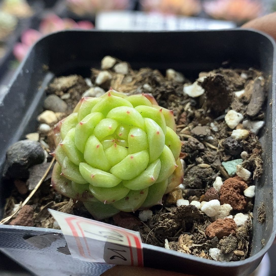 21162灯泡珍妮多肉