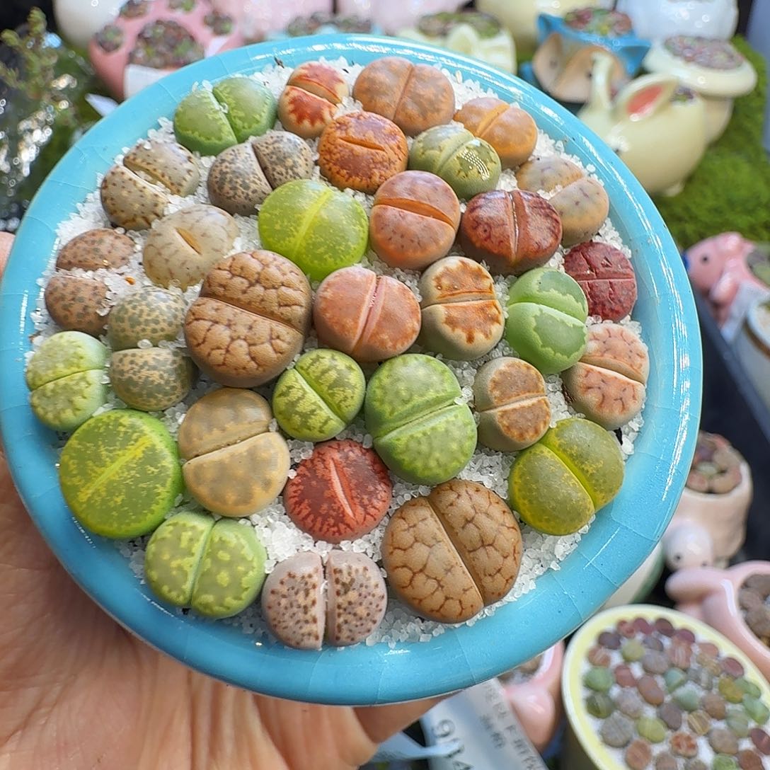 多肉植物福利冲1017