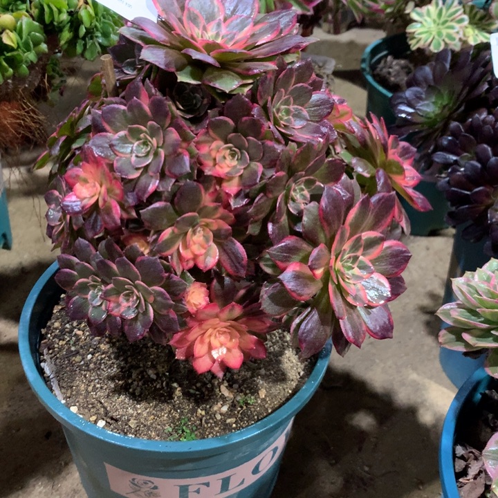 400黑膜锦多肉植物特价