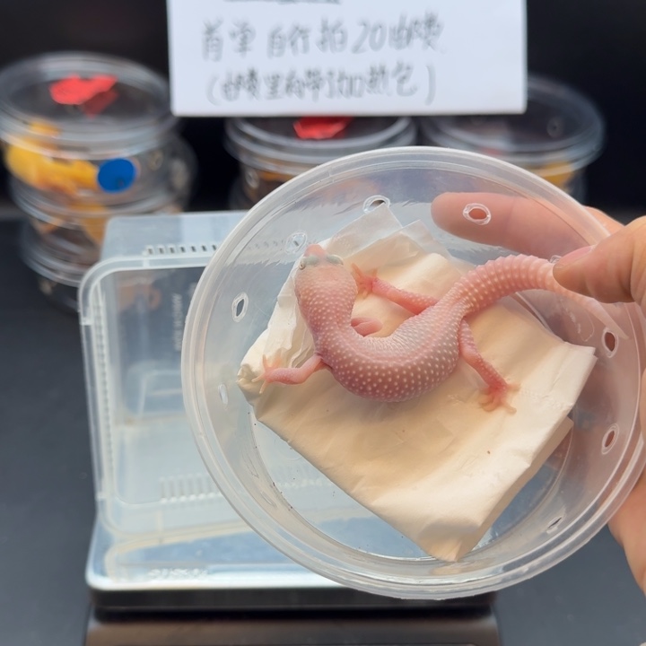 豹纹守宫超级雪花恶魔白酒