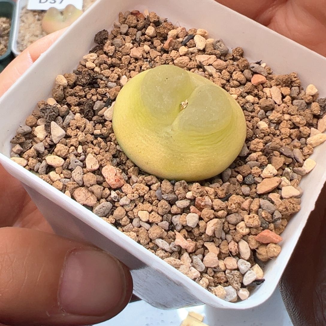 用****655。日系桃尻娘拉登