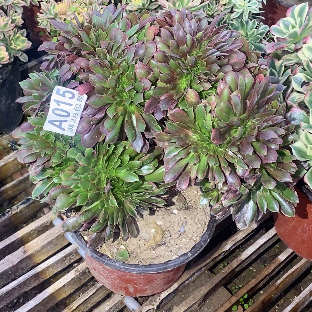 小***七15 多肉植物不包断枝