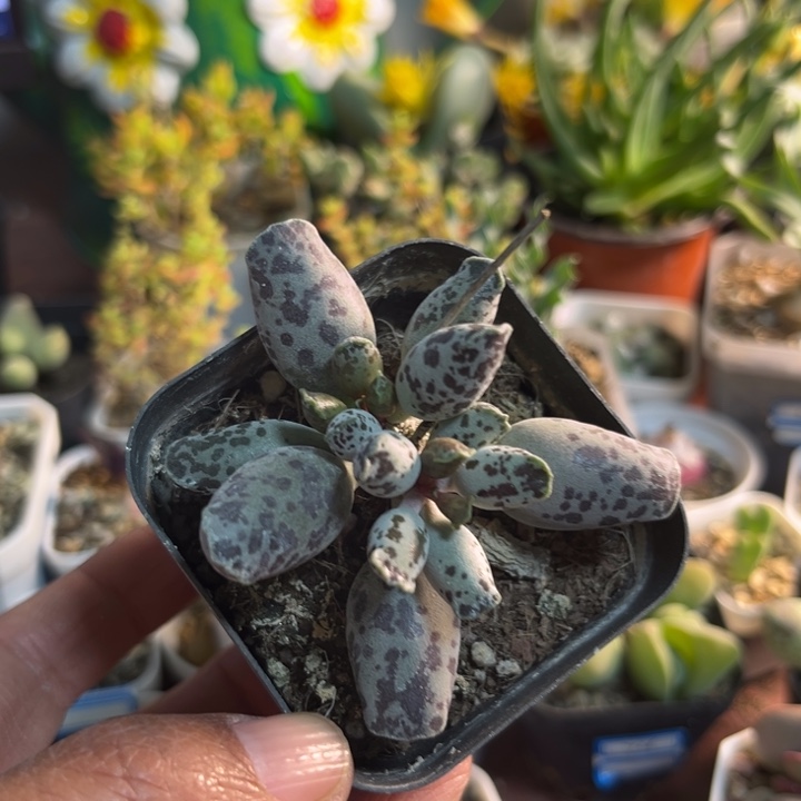 767 海豹水泡多肉植物