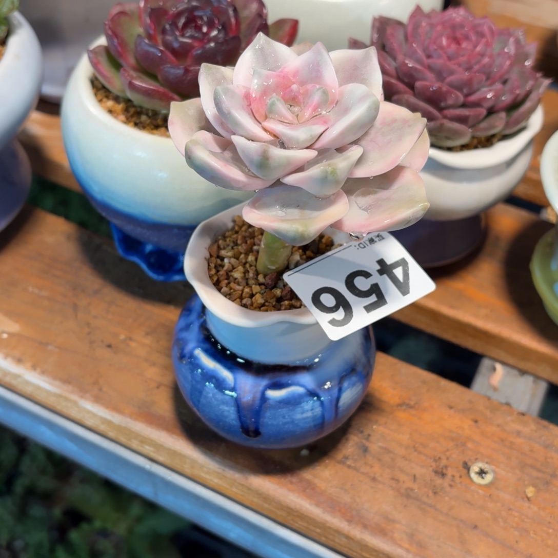 山***8紫乐锦多肉带盆发货456