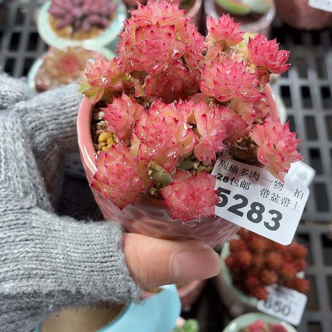 5厘米盆精控多肉5283