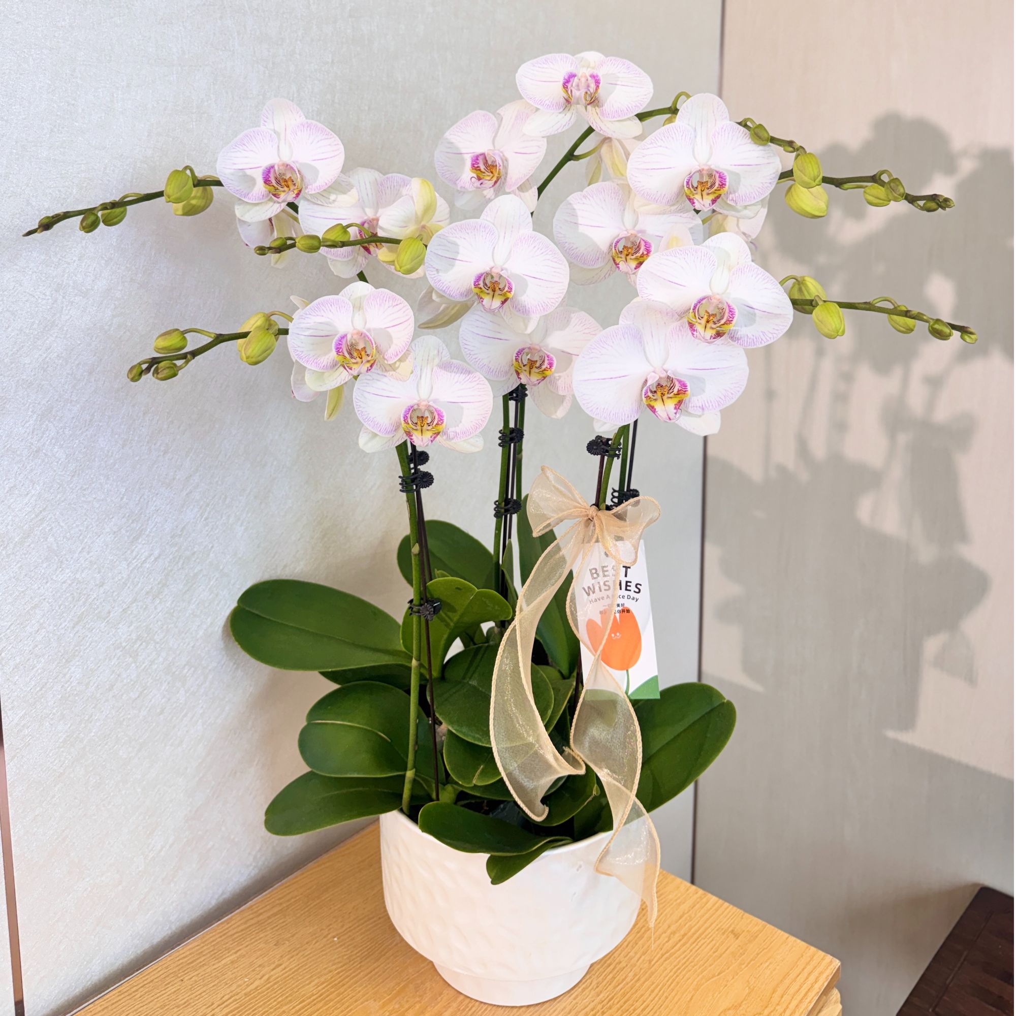 《珍爱》白色大花紫色脉络蝴蝶兰 室内高端花卉绿植摆件 基地直发