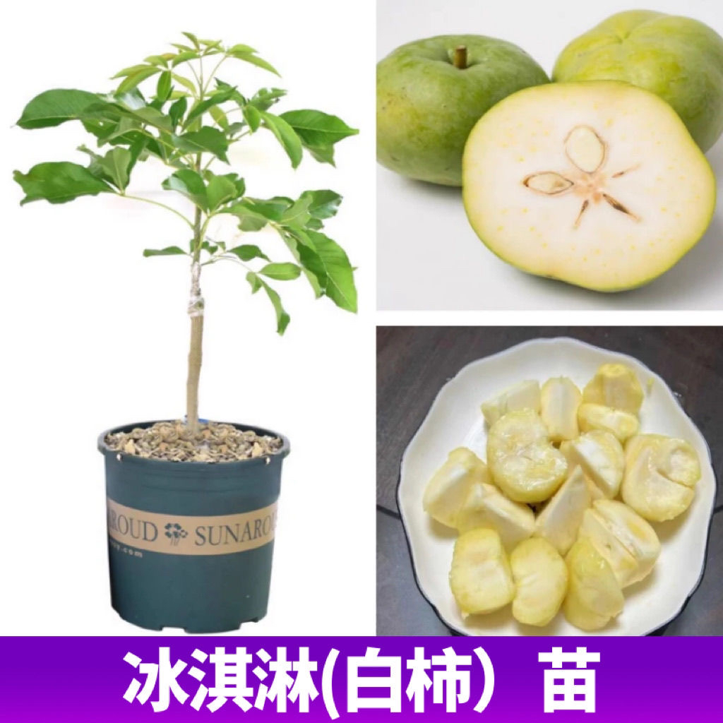 新品种金四季冰淇淋果白柿状元红果树巧克力果黑柿正宗嫁接苗柿苗