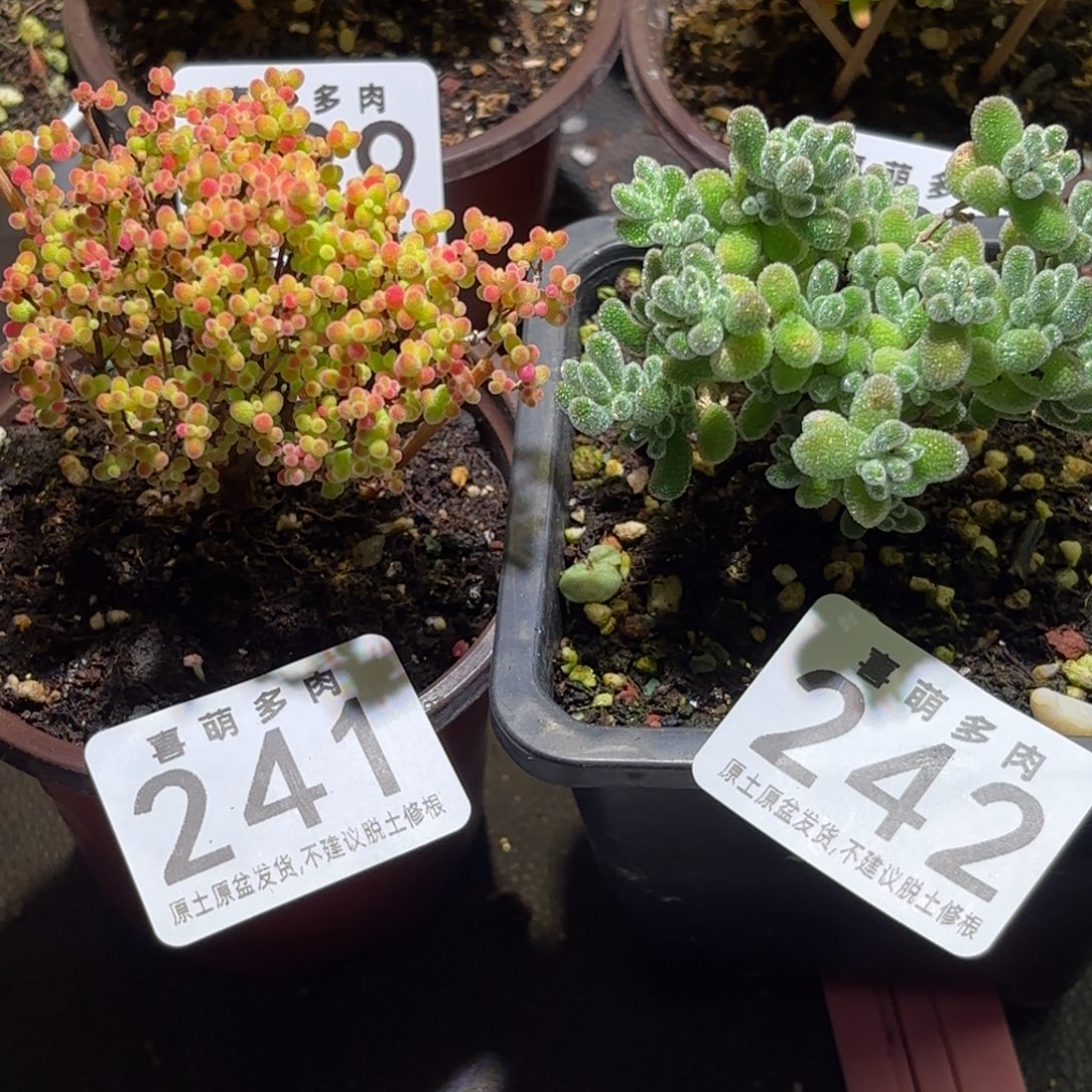 枝干番杏密橘241.冰晶242