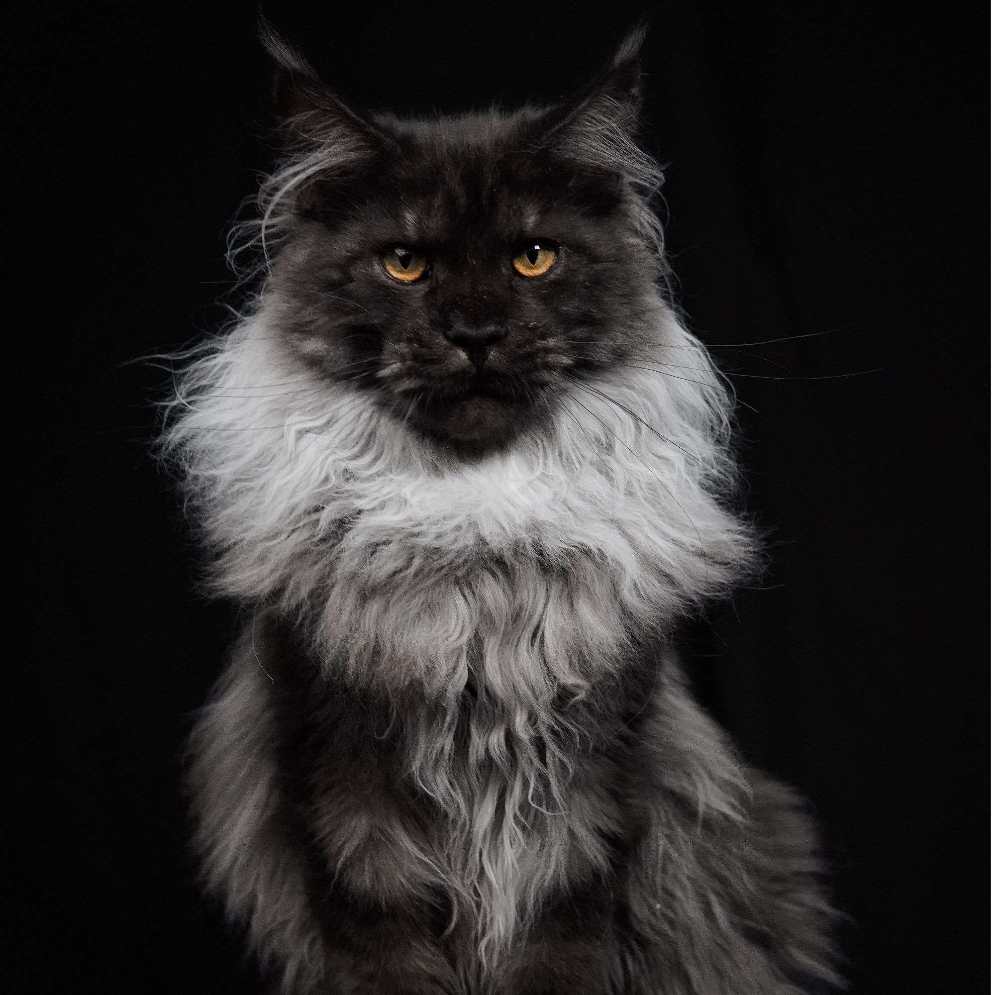 缅因猫幼猫银虎斑棕虎斑缅因纯种俄系猫咪活体—大天使缅因猫舍