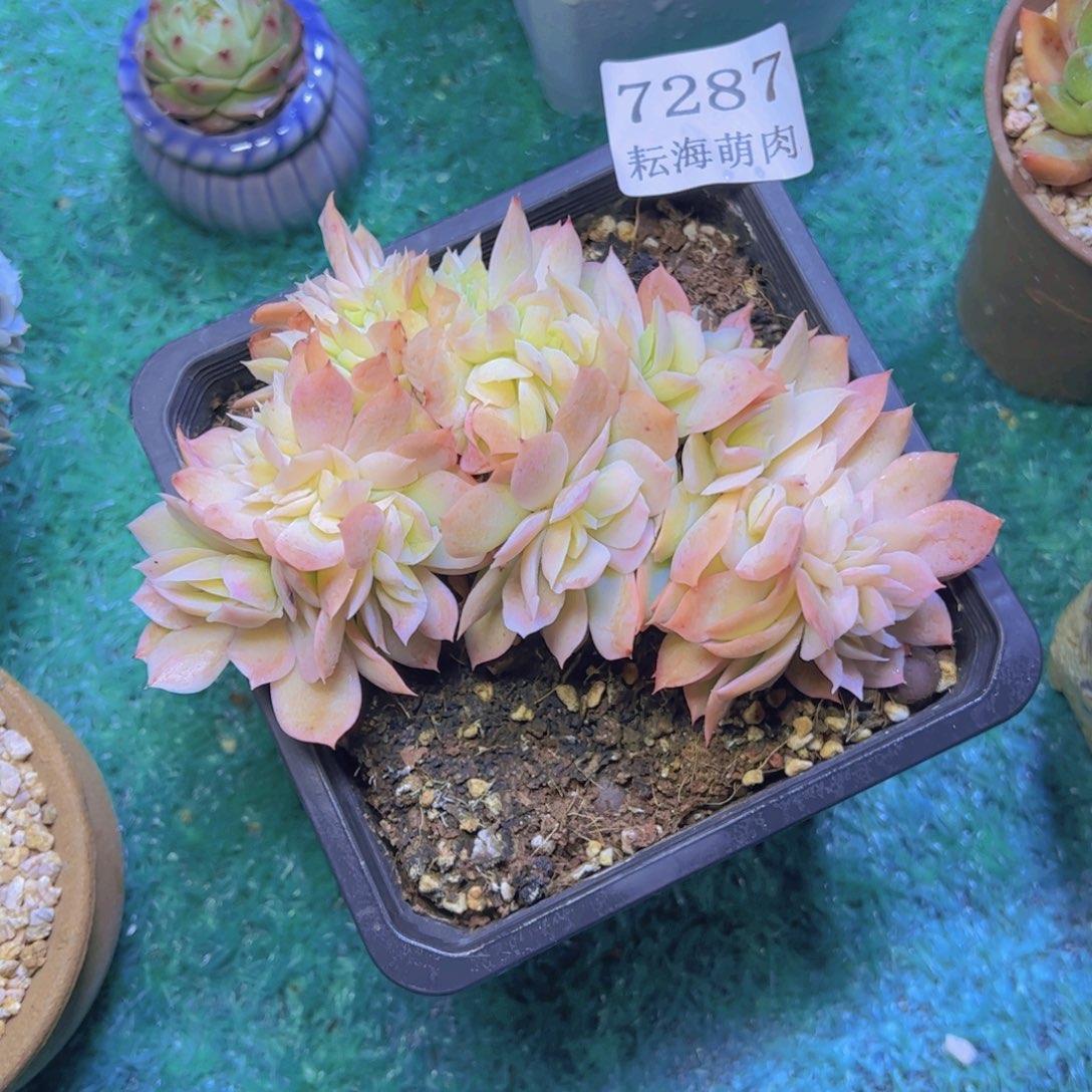 乔一缀7287多肉植物