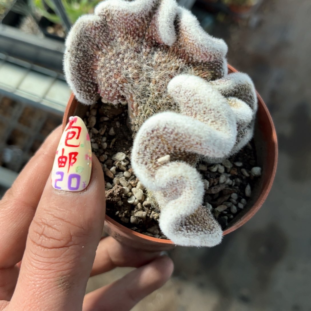 24226一物一拍密刺麒麟缀化