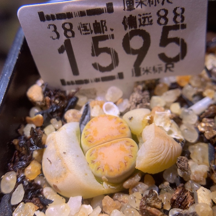 精品sss多肉花1595