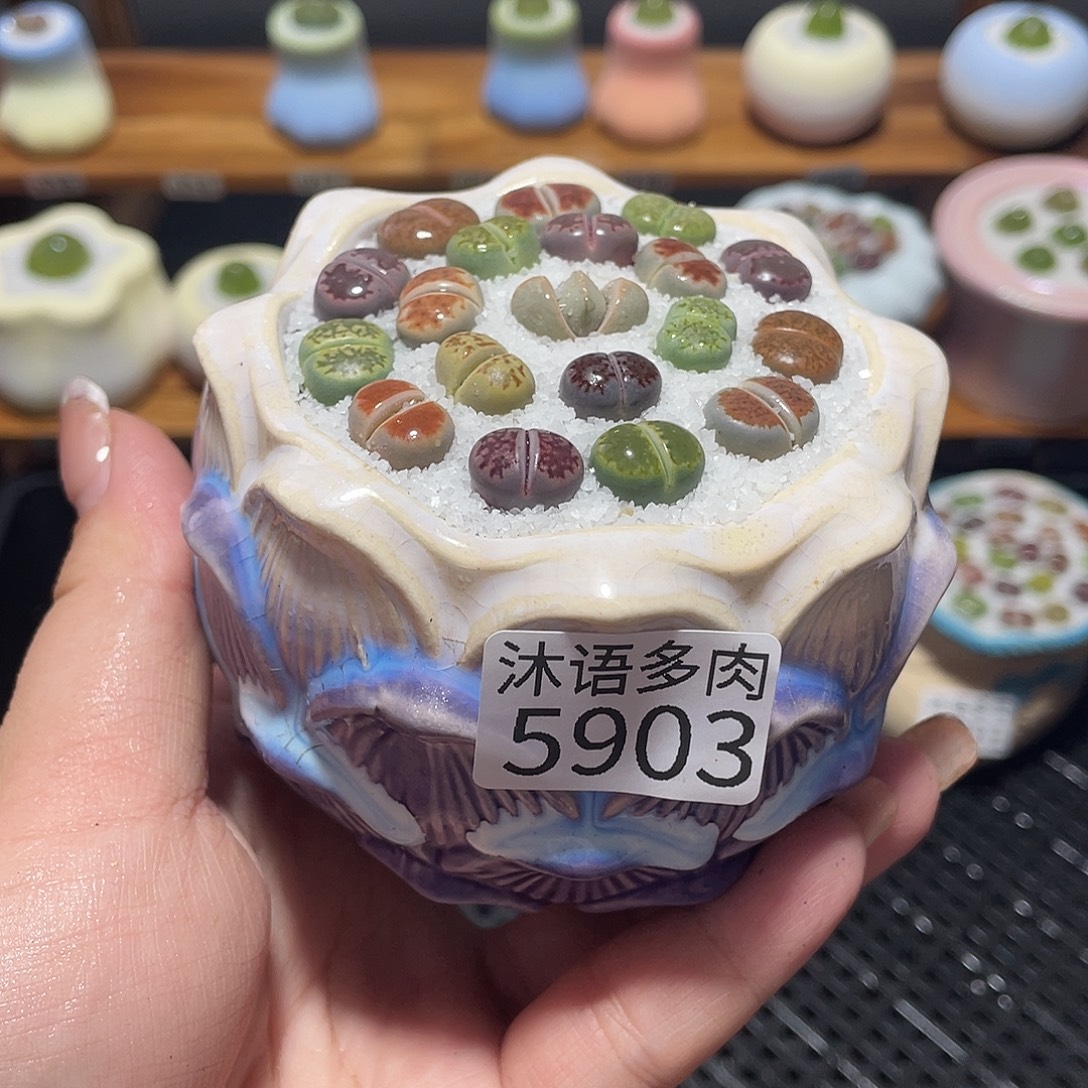 带盆土植物 一物一拍5903