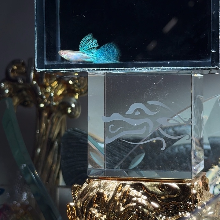 孔雀鱼蓝草白子种鱼级一对