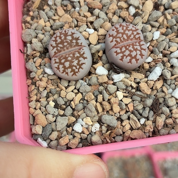 262两颗黄金线c63b