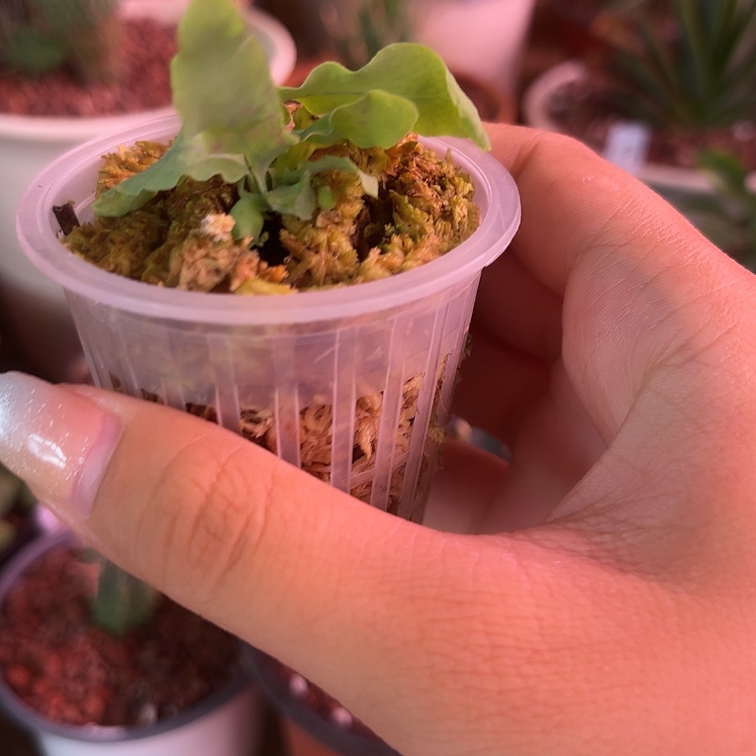 蓝蚁蕨多肉植物一个