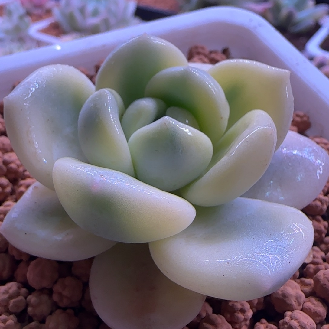 忘舒锦多肉植物锦