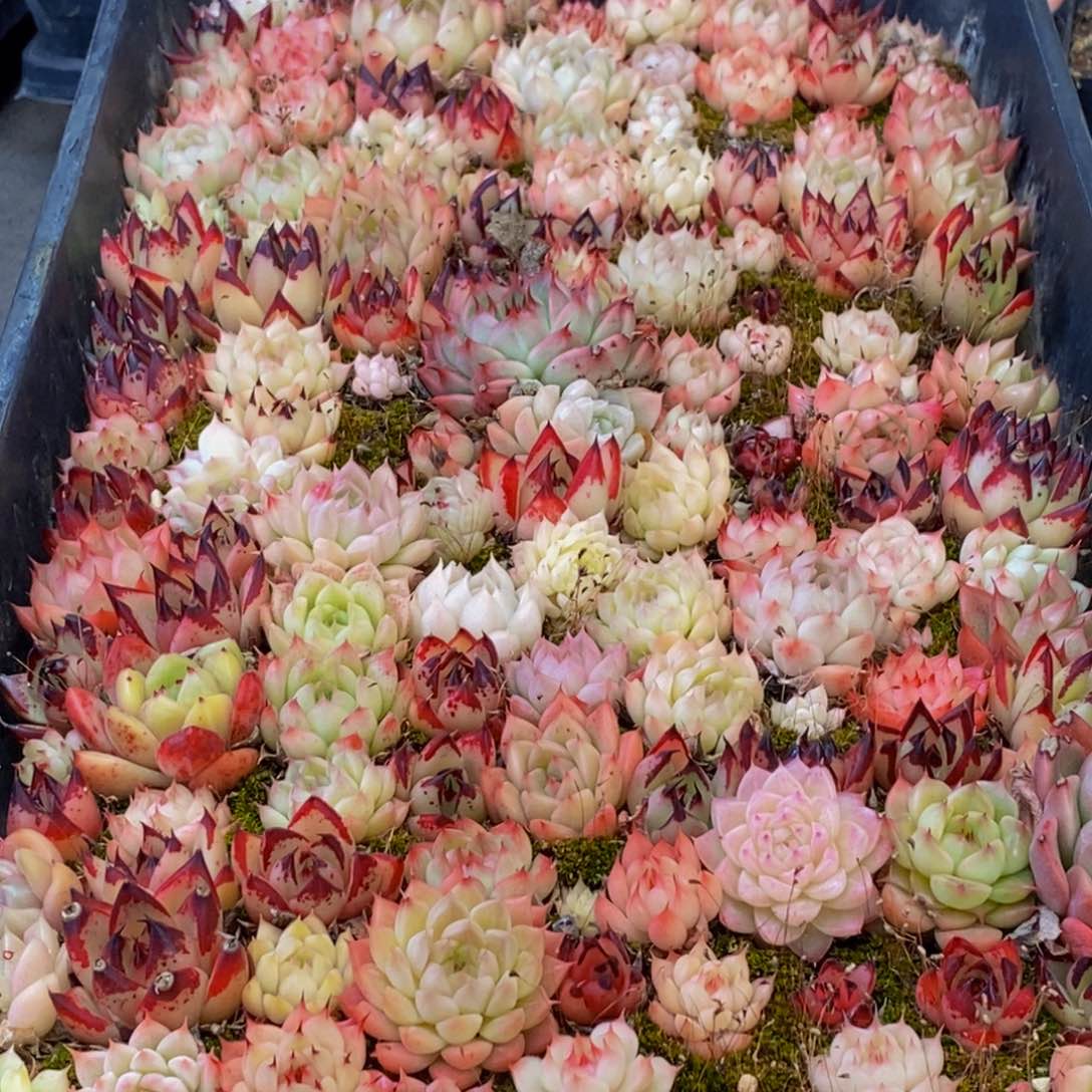 273多肉植物保护研究所所长的介绍