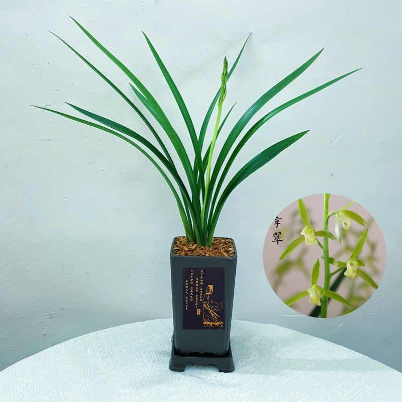 吴字翠  墨兰精品素心浓香兰花绿植盆栽