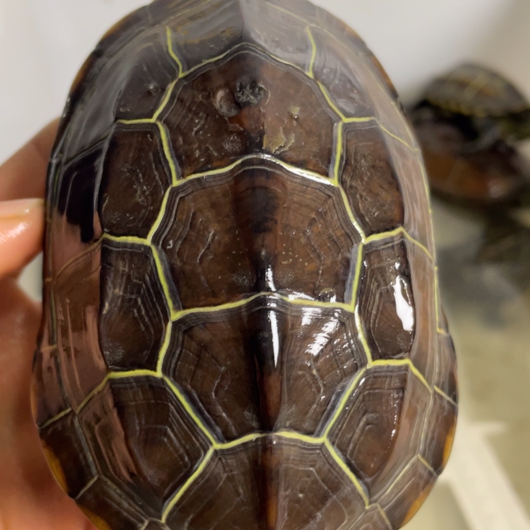 苏北金线冷水草龟