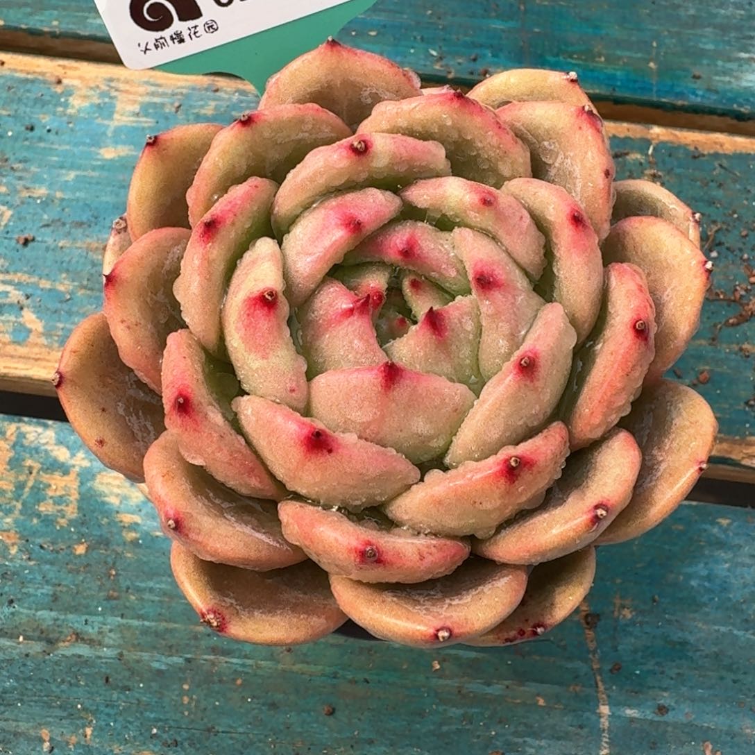 从前慢多肉精选编号0216.184