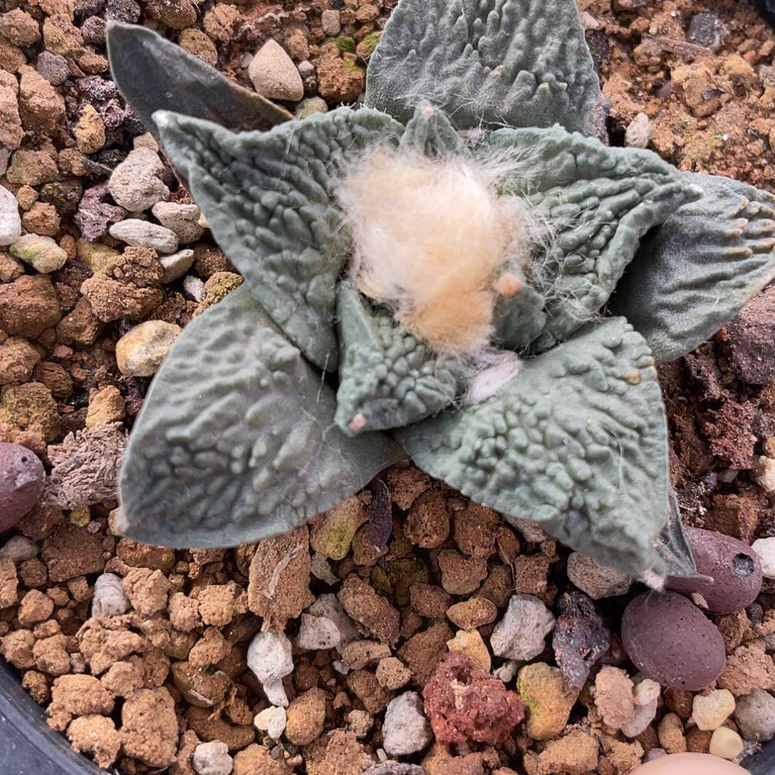 实生三角带纹路福利