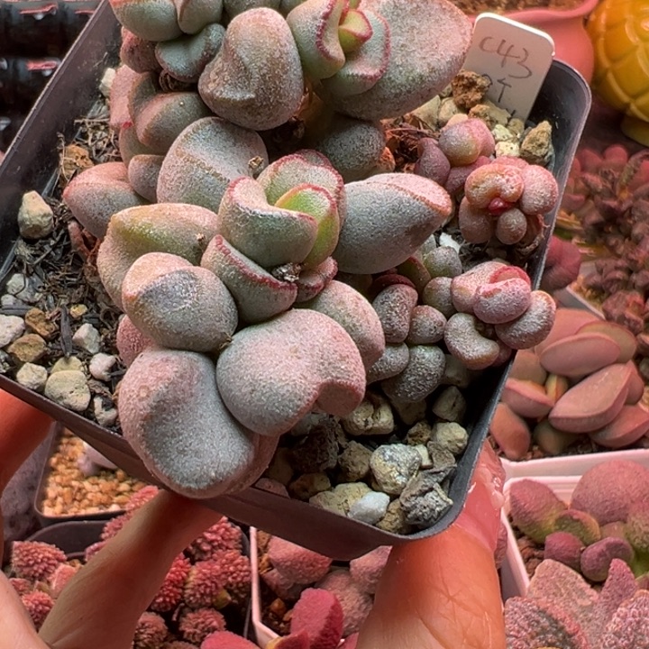 艾***屋         吉祥如意。     