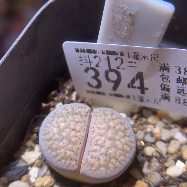 精品生生花212.394