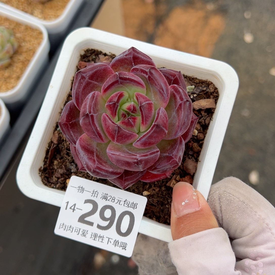 黑武士多肉多肉多肉多肉