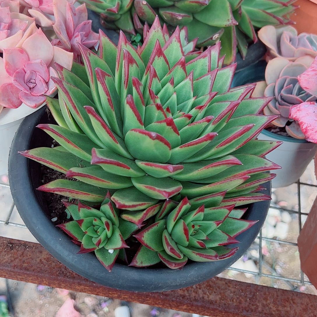 口红大单头带仔精品特价