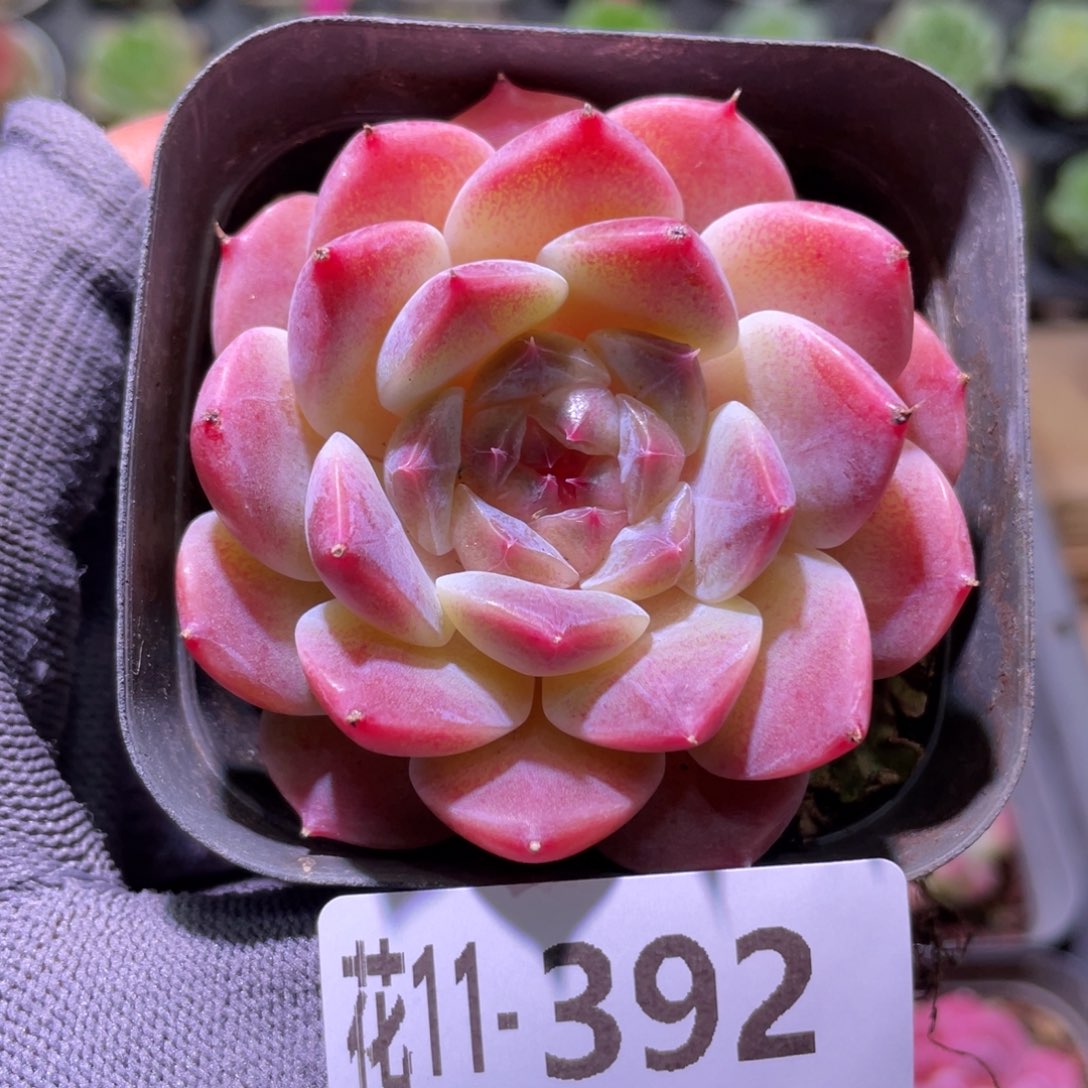 花利美11-392秘境冰魄