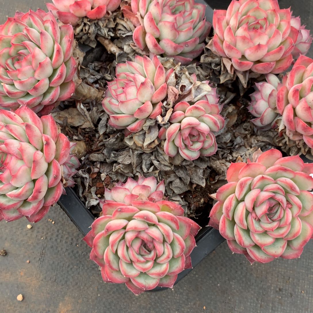 2889不包整散掉头不售后