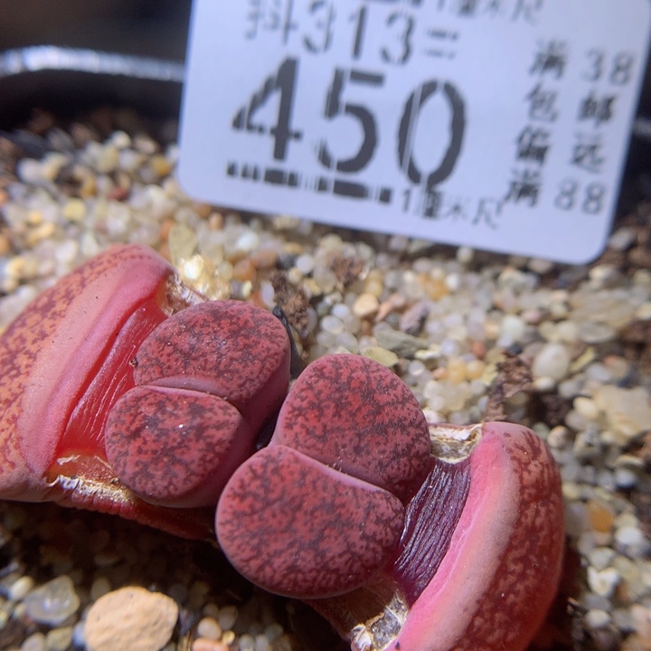 精品生石花313.450