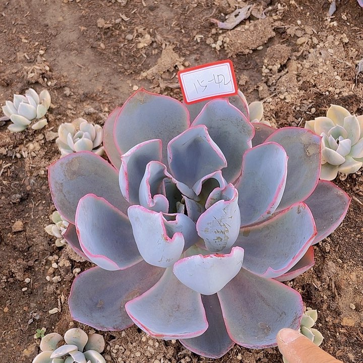 晚霞仙子15杠42号