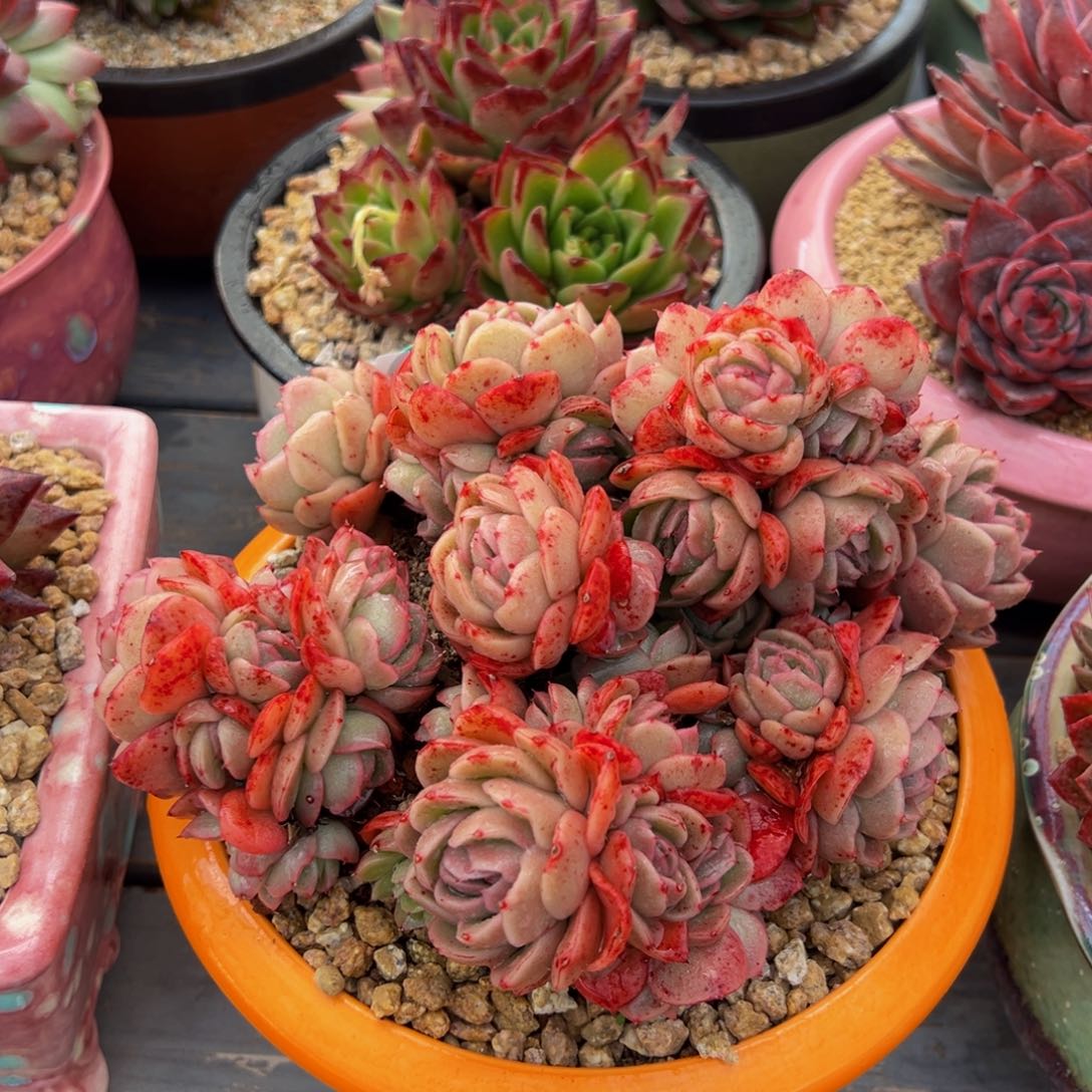 从前慢多肉精选编号0303.436