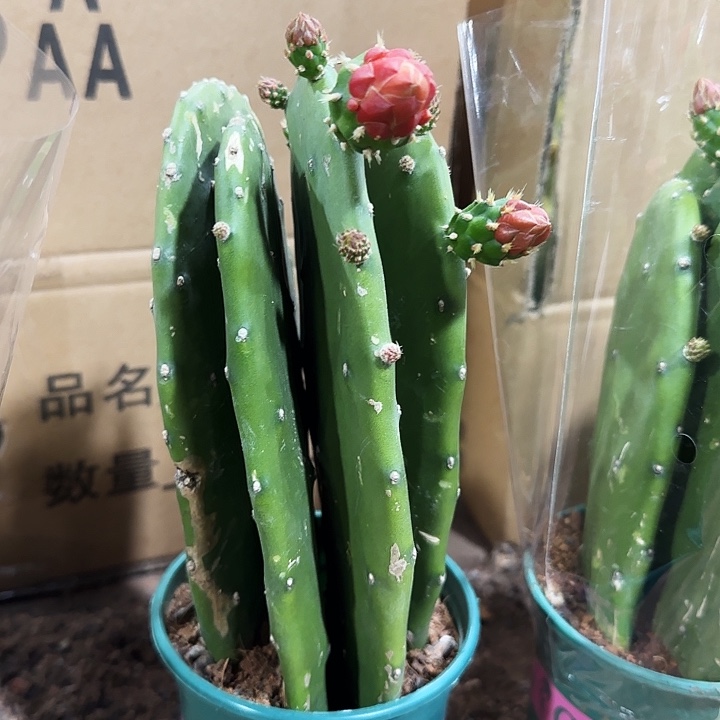 胭脂掌16.8带盆土