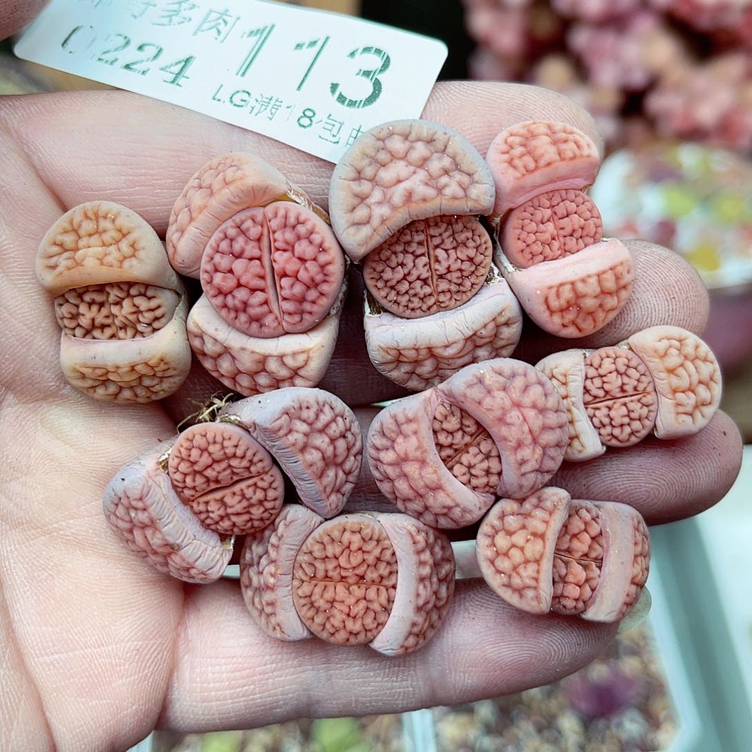 郎哥多肉生石花24-113