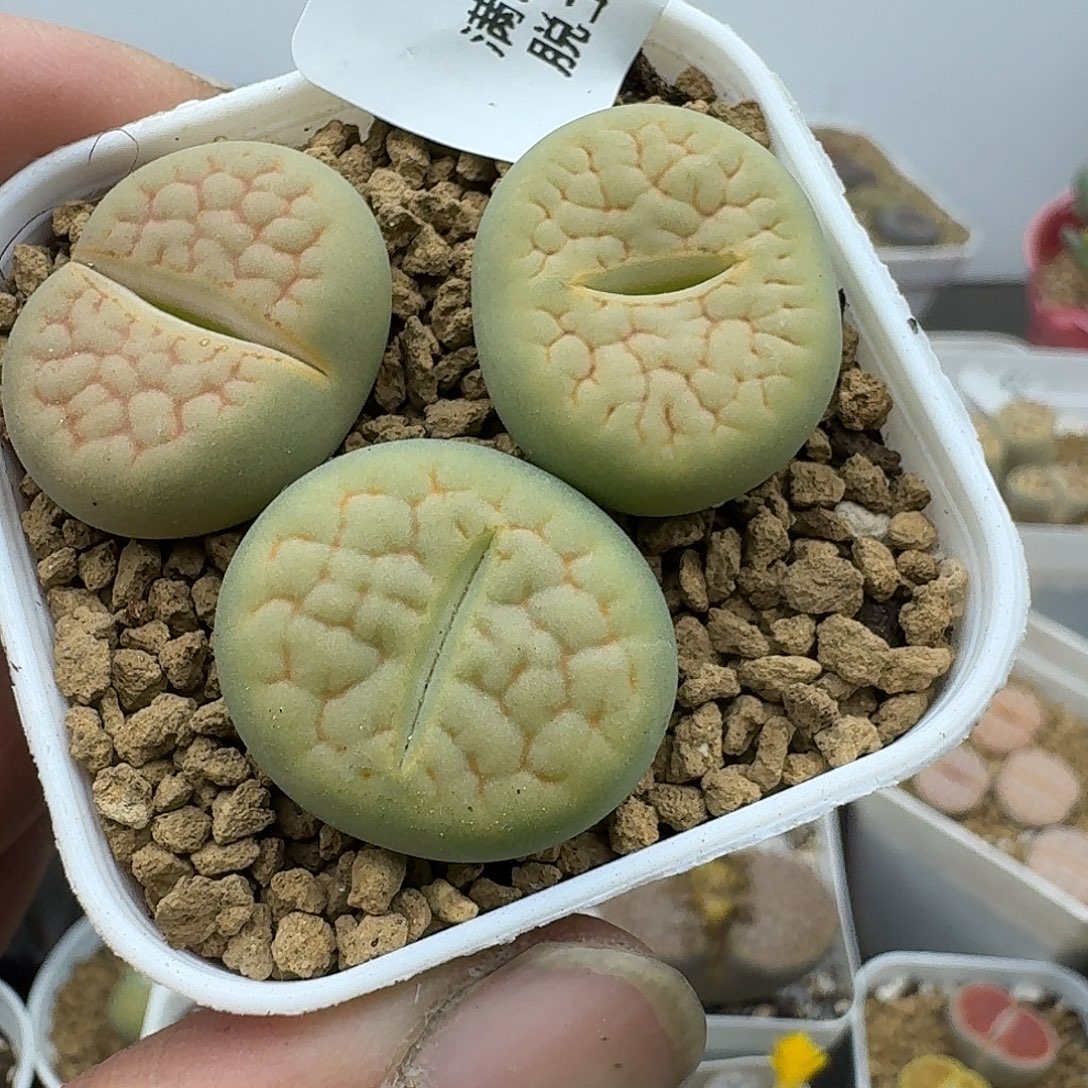 844多肉哈哈哈哈哈哈哈哈