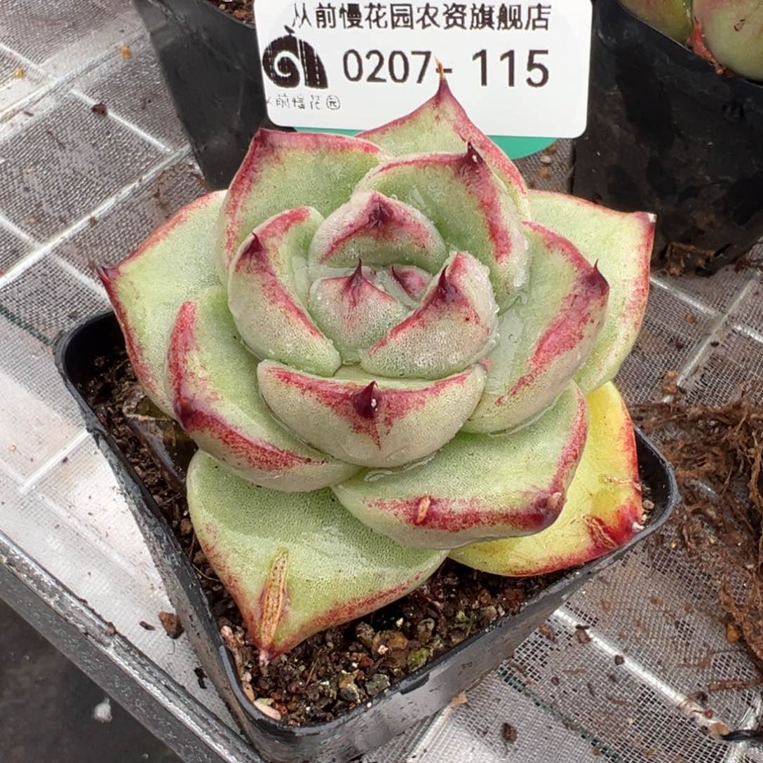 从前慢多肉精选编号0207.115