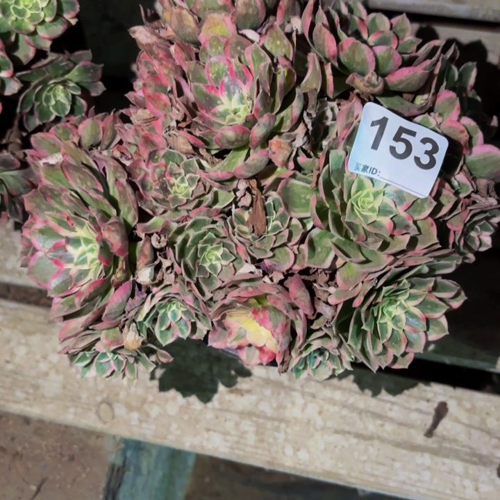 153玉芙蓉多肉植物不售后
