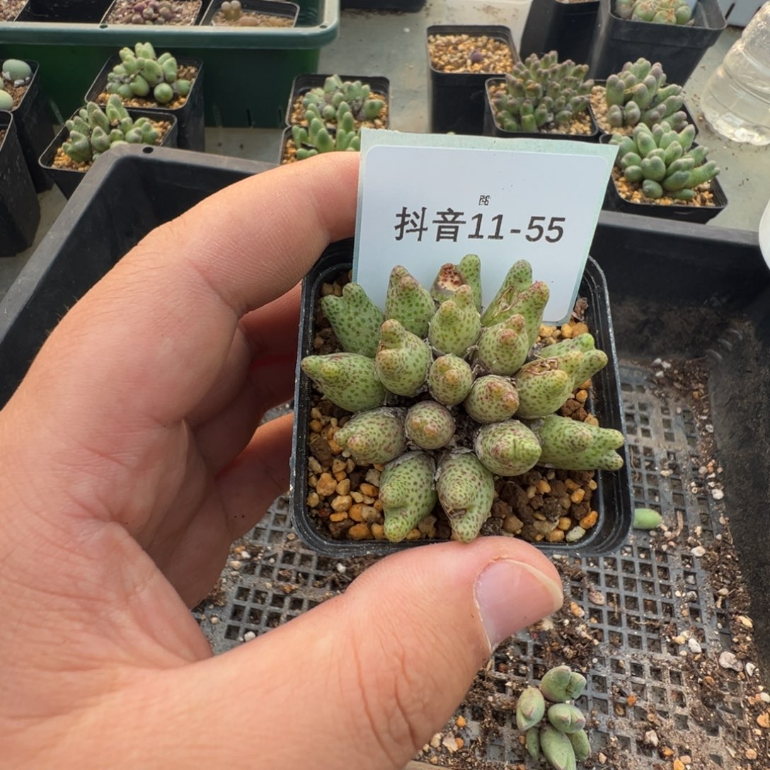 和***红11-55肉锥多肉植物