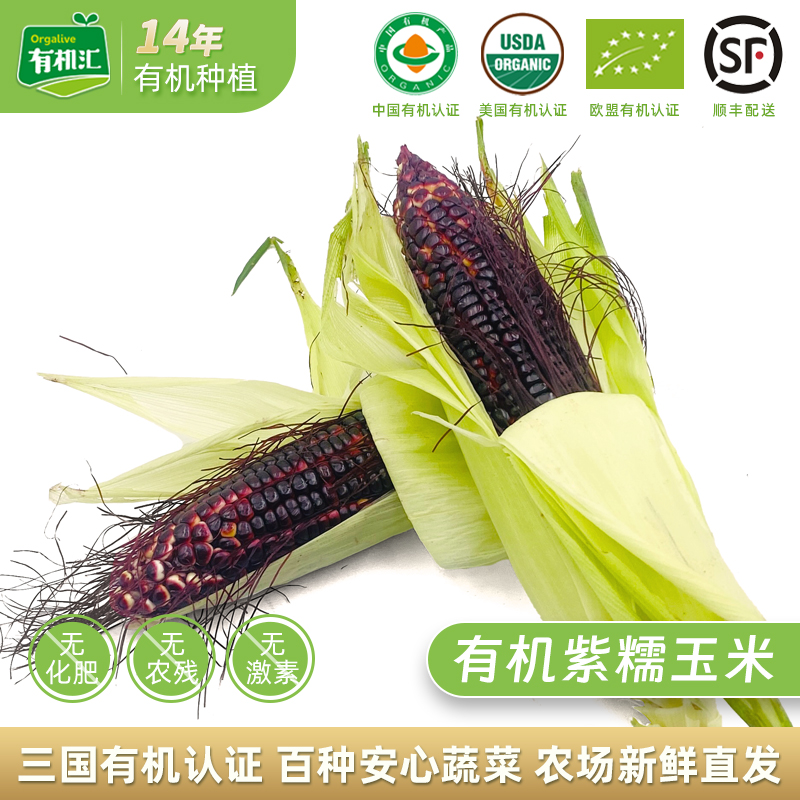 有机黑糯玉米有机农场直发