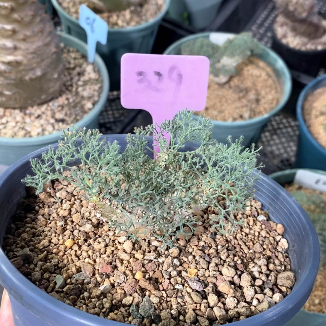 白皮月界多肉植物