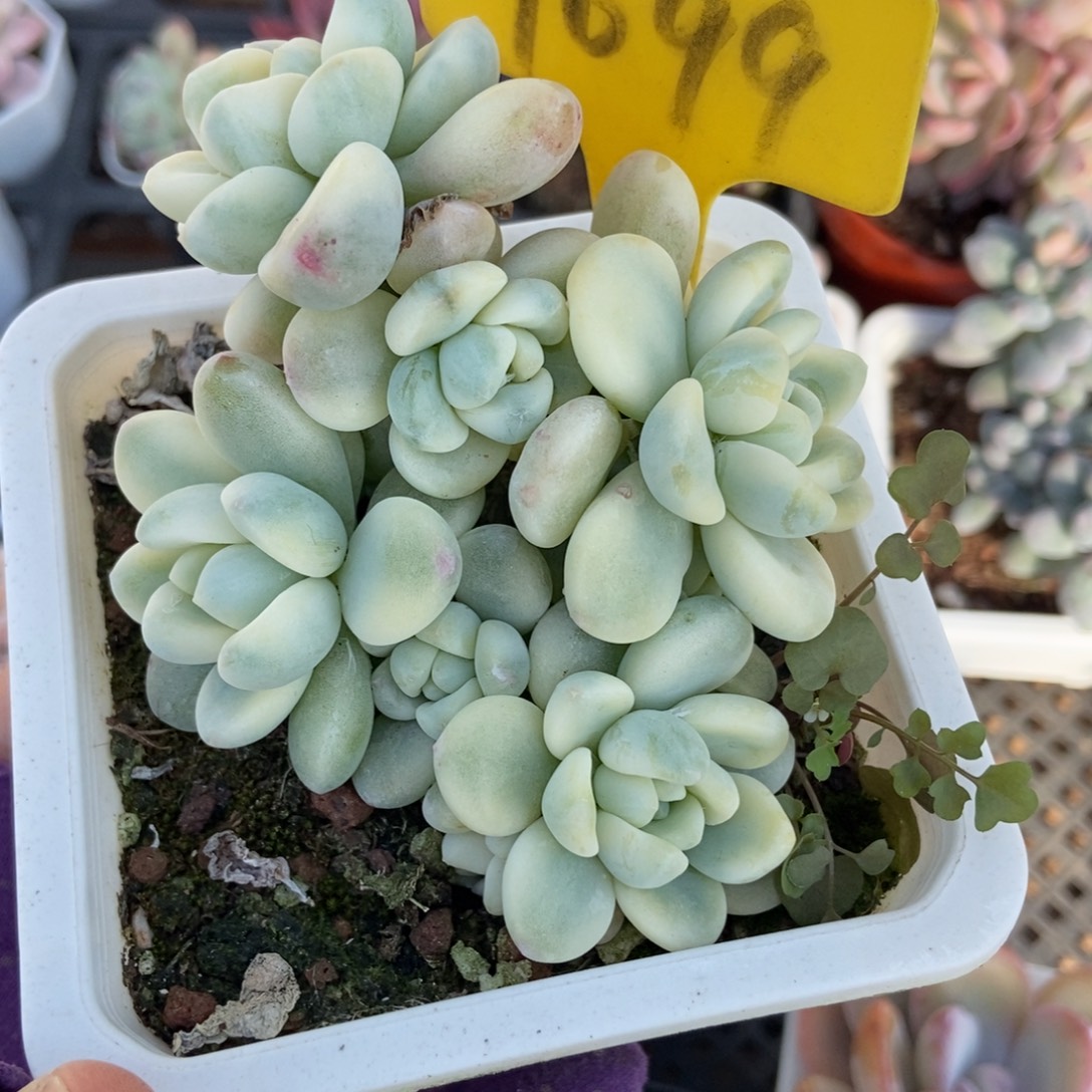 1099劳尔锦多肉植物多肉