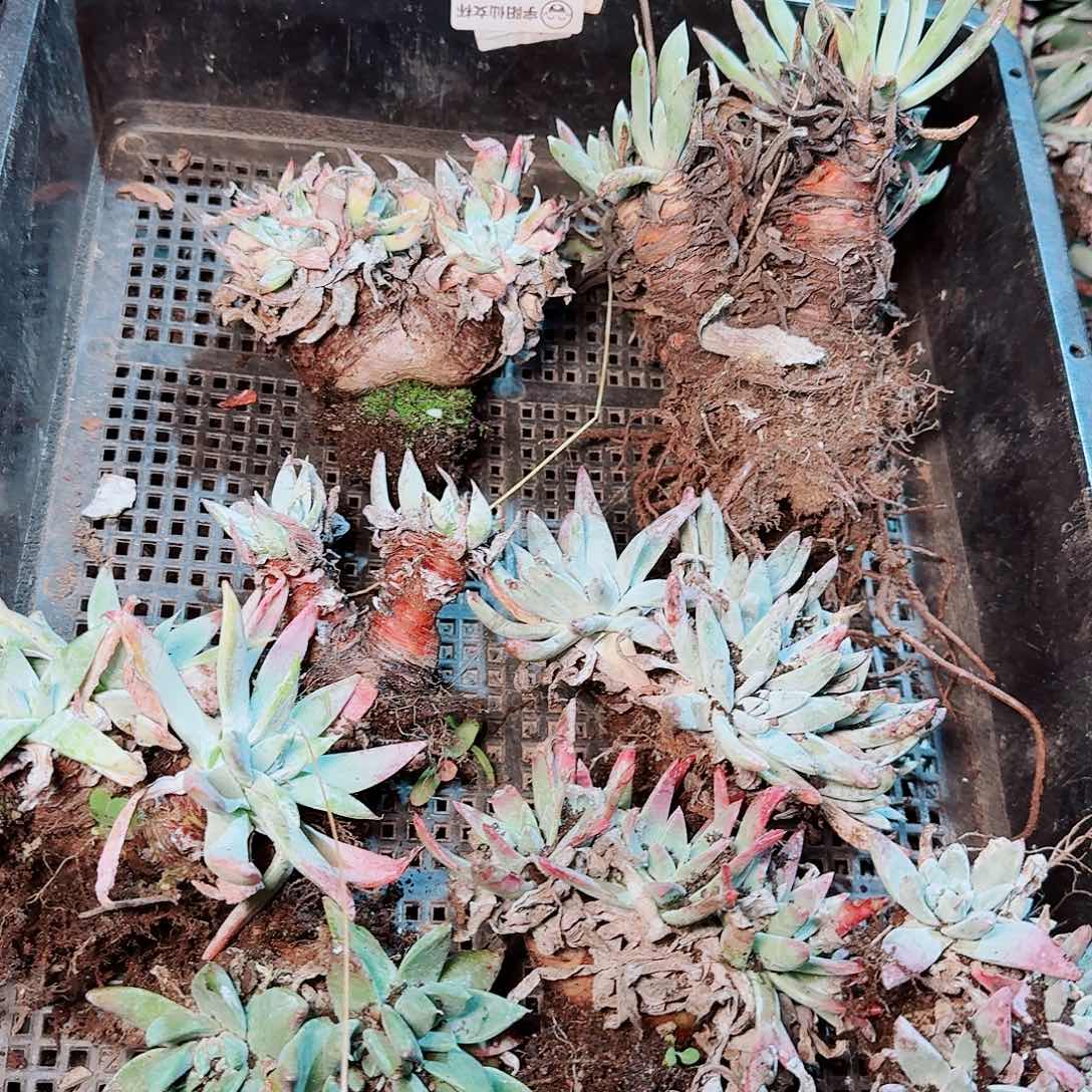 9135瑕疵框拍不售后