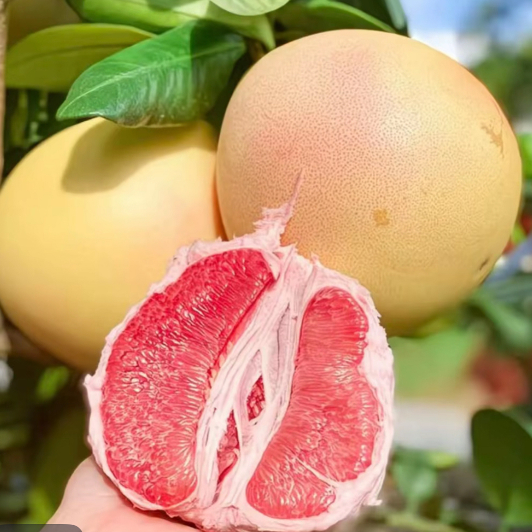 老树三红蜜柚