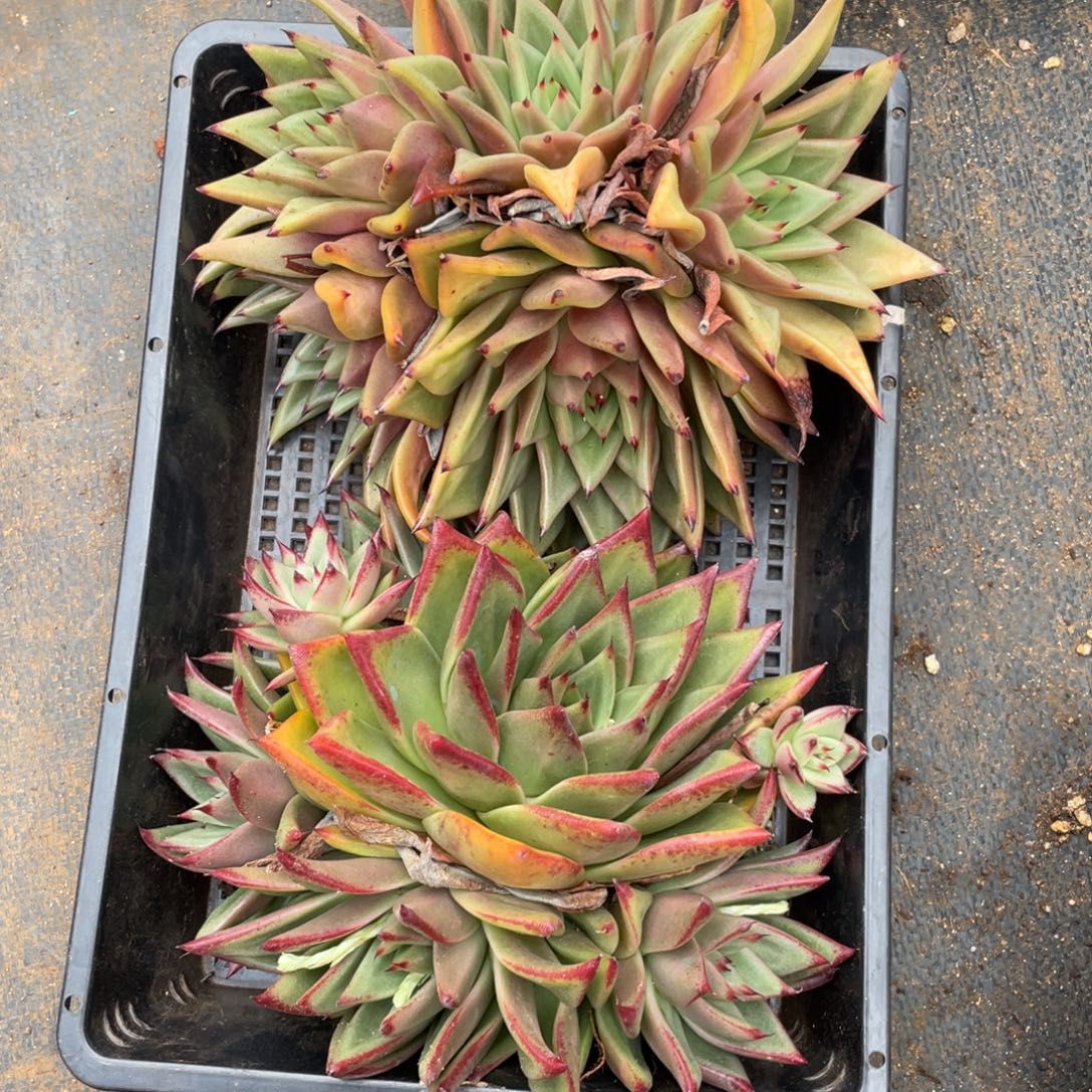 无花朵若如东云组拍E938