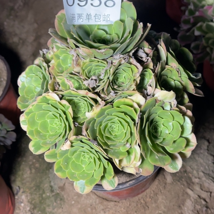 辛尼亚的人多肉的人0958