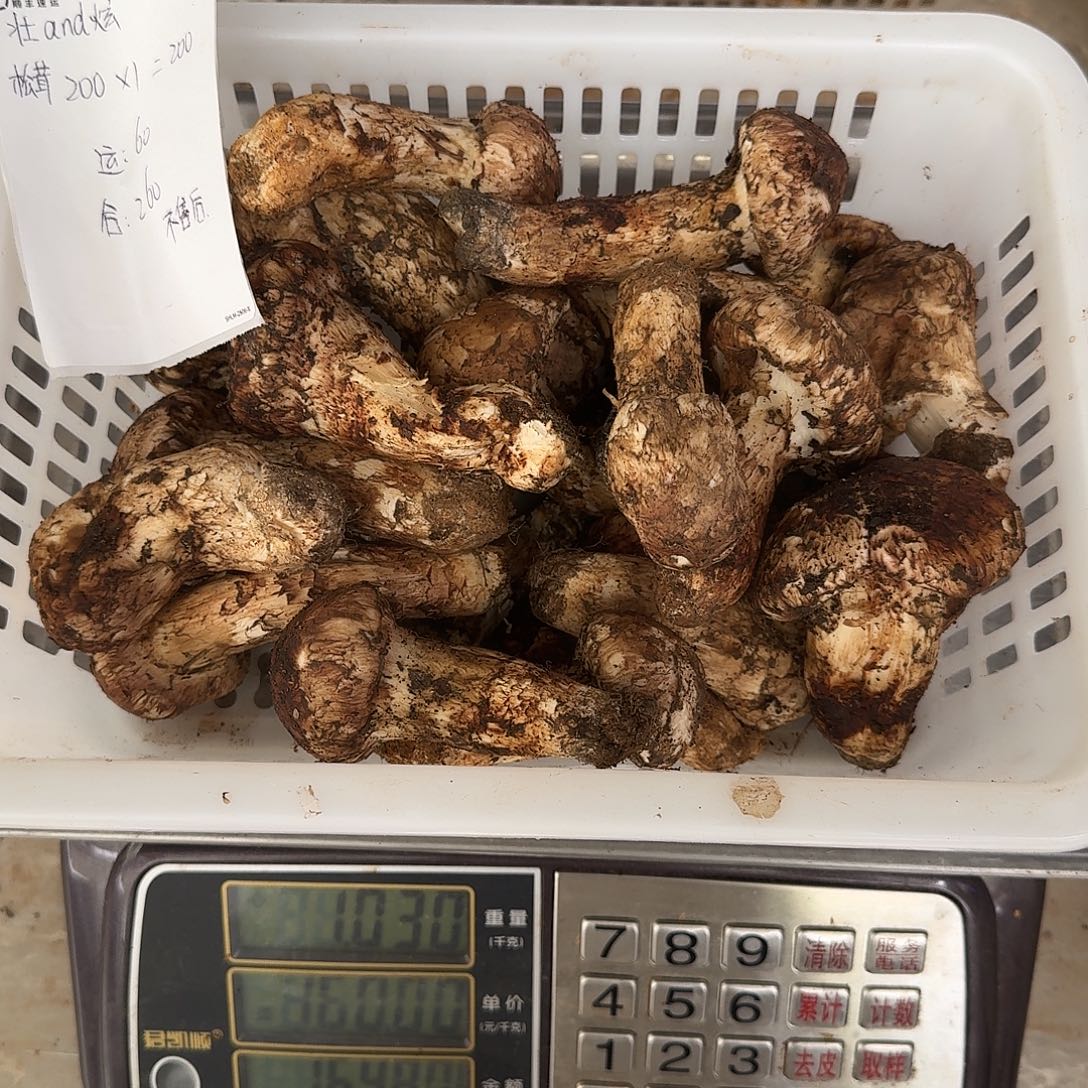 壮***炫青头菌中国大陆菌子
